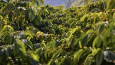 Kávovníková plantáž ve vietnamských horách