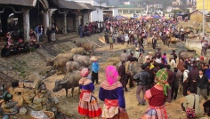 Bac Ha