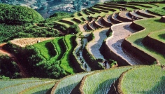 FOTOGALERIE: Půvab rýžových polí Vietnamu